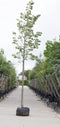 Zilverlinde | Tilia tomentosa 'Brabant' 14-18 cm | Bomenbezorgd.nl