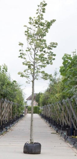 Zilverlinde | Tilia tomentosa 'Brabant' 6-10 cm | Bomenbezorgd.nl
