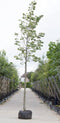 Zilverlinde | Tilia tomentosa 'Brabant' 6-10 cm | Bomenbezorgd.nl