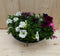 Zinken bak zomerbloeiers wit/roze/paars dia. 30 cm