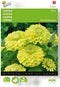 Zinnia Envy (Zinnia elegans)