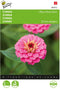 Zinnia Lilliput Rose Gem (Zinnia elegans)