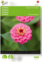 Zinnia Lilliput Rose Gem (Zinnia elegans)
