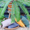 Zitje universeel 40x40 met rits Gold eco nature outdoor