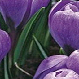 3 stuks - JUB - Crocus Grand Maitre 12 bollen