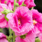 Plant in a Box - Alcea rosea - Mix van 6 - 'Spring celebrities' Rood, geel, paars - Pot 9cm - Hoogte 25-40cm