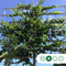 Leihaagbeuk 180 cm | Carpinus betulus 8 - 12cm 180cm| Bomenbezorgd.nl