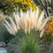 Plant in a Box - Miscanthus Gracilimus - Set van 2 - Siergrassen - Pot 23cm - Hoogte 40-60cm