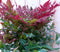 Nandina Hemelse bamboe 50 cm