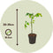 Plant in a Box - Lycopersicon esculentum 'Heartbreaker’ - Set van 6 - Tomatenplant - Pot 10.5cm - Hoogte 20-30cm