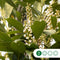 Bol laurier Otto Luyken 150 cm stamhoogte | Prunus l. 'Otto Luyken' 4-6 cm 150 cm| Bomenbezorgd.nl