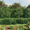 vidaXL - Draadgaashek - 1,4x10 - m - gegalvaniseerd - staal - groen