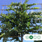 Leihaagbeuk 150 cm | Carpinus betulus 8-12 cm 150 cm| Bomenbezorgd.nl