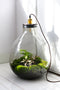 Growing Concepts DIY Duurzaam Ecosysteem Giants Ecolight XXXL - 34 Liter - Planten - Botanische Mix - H52xØ48cm