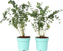 Plant in a Box - Eucalyptus 'Baby Blue' - Set van 2 - Eucalyptusstruiken - ⌀15cm - Hoogte 35-45 cm