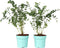 Plant in a Box - Eucalyptus 'Baby Blue' - Set van 2 - Eucalyptusstruiken - ⌀15cm - Hoogte 35-45 cm