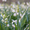 Plant in a Box - Leucojum Aestivum - x40 - Zomerklokje - Bloembollen voor Tuin, Terras of Balkon