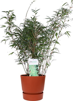 ‘Fargesia Rufa’ (Bamboe) in ELHO outdoor sierpot Greenville (brique) ↨ 80cm - hoge kwaliteit planten