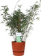 ‘Fargesia Rufa’ (Bamboe) in ELHO outdoor sierpot Greenville (brique) ↨ 80cm - hoge kwaliteit planten