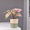 Plant in a Box - Caladium Carolyn Whorton - Set van 2 - Tropische kamerplant - Pot 13cm - Hoogte 25-40cm