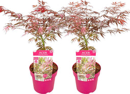 Plant in a Box - Acer palmatum 'Extravaganza' - Japanse Esdoorn - Set van 2 - Winterhard - Tuinplant - Pot 19cm - Hoogte 50-60cm
