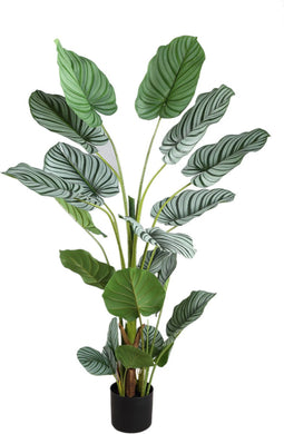 PTMD Tree Green Calathea Orbifolia in back pot