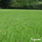 Organifer - Gazon Topdressing - Mix met Mycorrhiza en Rhizobacteriën (50x = 2500 Liter - voor 2500 m