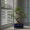 Plant in a Box - Carmona microphylla - Hoogte 20-25cm - Fukien Bonsai S-Shape boom - Pot 15cm