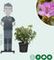 Rhododendron Catawbiense grandiflorum | Rhododendron 'Catawbiense grandiflorum' | Bomenbezorgd.nl