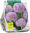 Baltus - Bollen Allium Rosy Dreams 15 stuks