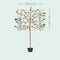 Sierpruim als leiboom Prunus cerasifera Nigra h 300 cm st. omtrek 6...