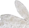 Lorena Canals Vloerkleed - Bunny