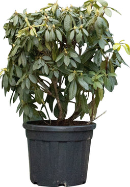 Rhododendron 'Azurro' | Rhododendron 'Azurro' | Bomenbezorgd.nl
