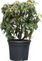 Rhododendron 'Azurro' | Rhododendron 'Azurro' | Bomenbezorgd.nl