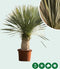 Gewone palmlelie Yucca rostrata h 140 cm st. h 55 cm