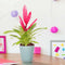 Breasy® - Bromelia Vriesea Intenso Pink Double - Kamerplant in Kwekers Pot ø12 cm - Hoogte Bromelia ↕ 40 cm