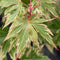 Plant in a Box - Japanse esdoorn - Acer palmatum 'Butterfly' - Hoogte 25-40cm - Potmaat 10,5cm - boom - groen