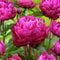 Plant in a Box - Paeonia pioen 'Karl Rosenfield' - Set van 2 - Pioenen - Bloemknollen - Zomerbloeiers - Tuinbloemen - Paars