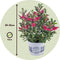Plant in a Box - Hebe All Blooms 'Siara', 'Ranaia', 'Samona' - Hebe - Mix van 3 - Tuinplanten - Winterhard - Pot 13cm - Hoogte 30-35cm