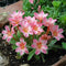 Plant in a Box - Lewisia cotyledon 'Bitterkruid' - Mengsel van 3 - Roze, Oranje, Paars - Bloeiende tuinplant - Winterhard - Pot 10cm - Hoogte 10-20cm