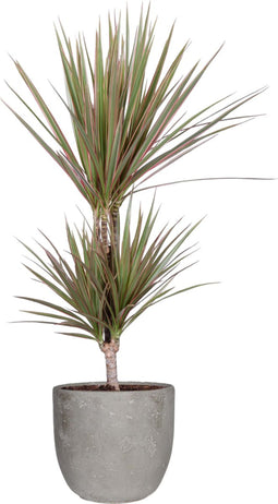 Dracaena 'Marginata Bicolour' in Mica sierpot Jimmy (lichtgrijs) ↨ 65cm - hoge kwaliteit planten