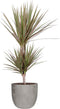 Dracaena 'Marginata Bicolour' in Mica sierpot Jimmy (lichtgrijs) ↨ 65cm - hoge kwaliteit planten