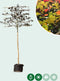 Rode leibeuk 150 cm | Fagus syl. 'Atropunicea' 8-12 cm 150 cm| Bomenbezorgd.nl