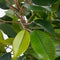 Mica Decorations groene ficus kunstplant - 40 cm - Kunstplanten voor binnen