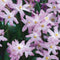 Baltus - Bollen Chionodoxa Pink Giant 25 stuks