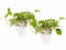 Decorum Duo Scindapsus Aureum met potten Anna White