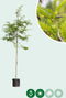 Valse Christusdoorn | Gleditsia triac. 'Inermis' 10-14 cm | Bomenbezorgd.nl