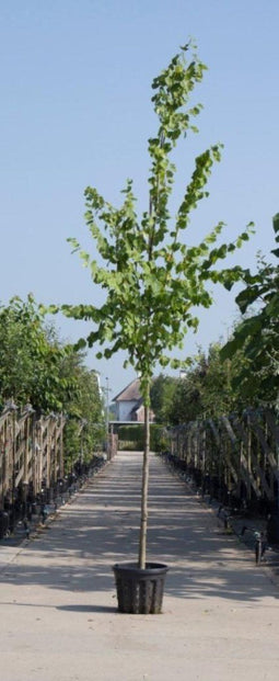 Koningslinde | Tilia europea 'Pallida' 10-14 cm | Bomenbezorgd.nl