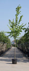 Koningslinde | Tilia europea 'Pallida' 10-14 cm | Bomenbezorgd.nl