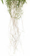 Emerald Kunstvaren hangend met wortels 35 cm